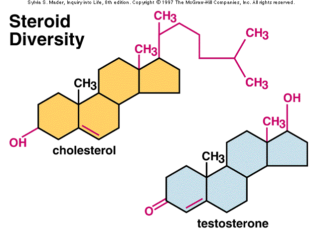 colesterol aumento testosterona 